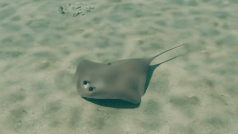 Rays and eels move right
