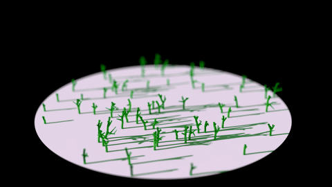 Dendrite growth simulation showcase
