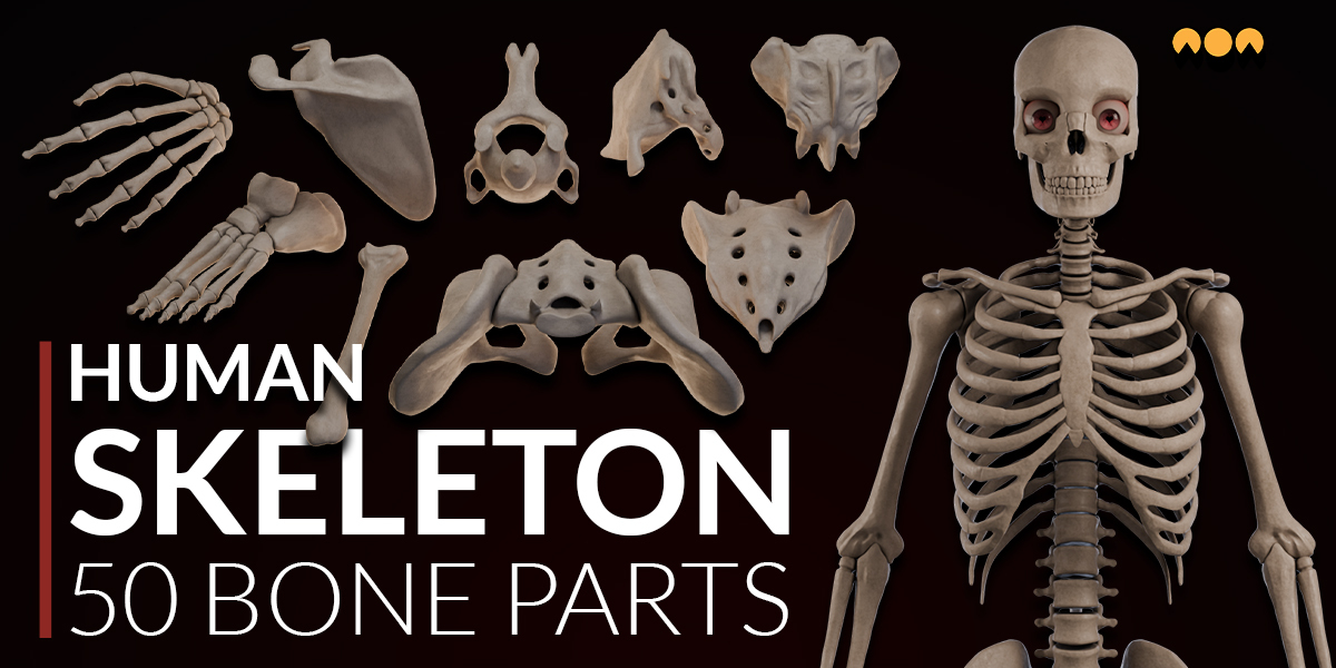 Human Skeleton Toolkit