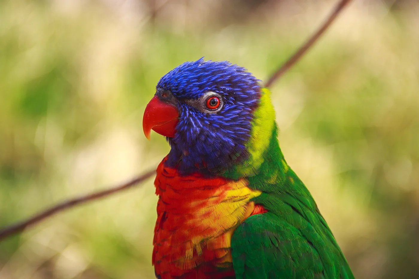 Parrot, original