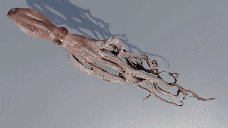 Marrow soft bodies deforming in the viewport