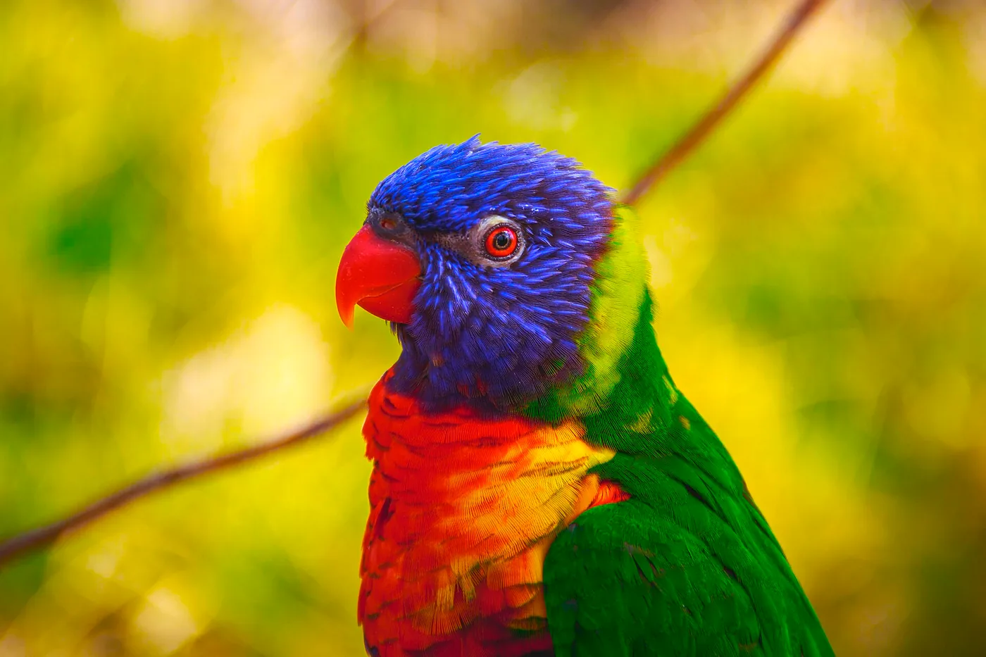 Calibration on a parrot