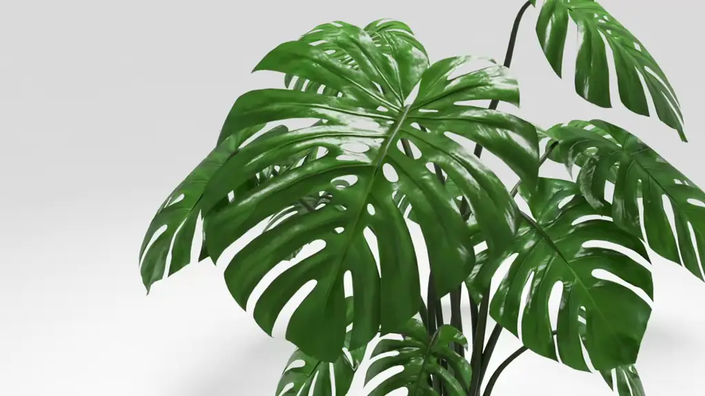 Example of a well optimized botaniq asset
