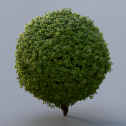 Buxus