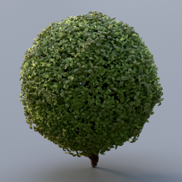 Cotoneaster