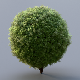 Thuja