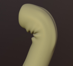 Folds
