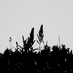 Farm Field 1