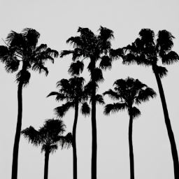 Many Palm Trees