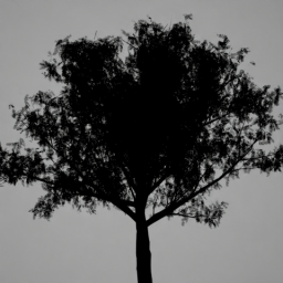Single Tree 1