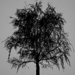 Single Tree 2