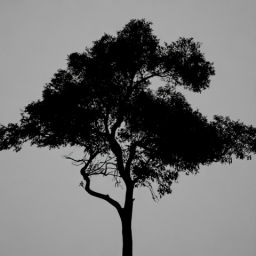 Single Tree 3