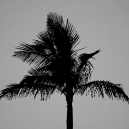 Single Tree 4