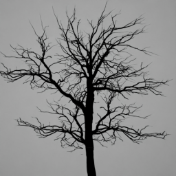 Single Tree 6