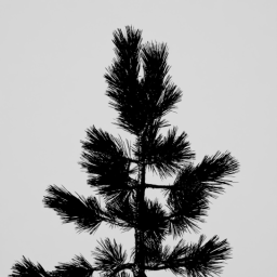 Small Pine Tree