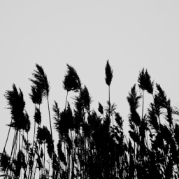 Tall Grass 1