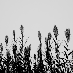 Tall Grass 3