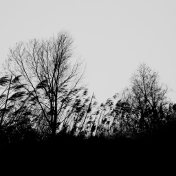 Tall Grass 4