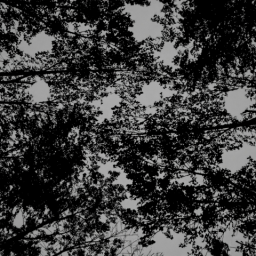 Trees 1