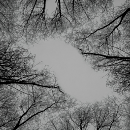 Trees 2