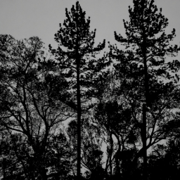 Trees 3