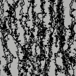 Vines Ivy 5