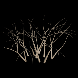 Bush 5