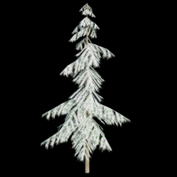 Pine Tree 1