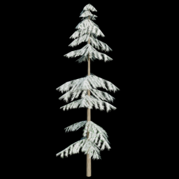 Pine Tree 2