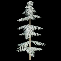 Pine Tree 3