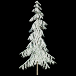 Pine Tree 5