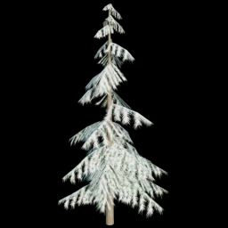 Pine Tree 6