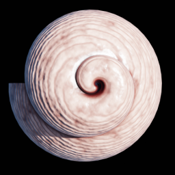 Brown Snail Shell