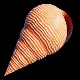 Orange Spiral Shell
