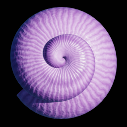 Pink Snail Shell