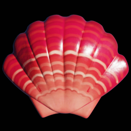 Red Scallop Shell