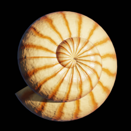 Yellow Snail Shell