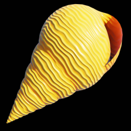 Yellow Spiral Shell