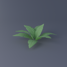 Fern 01