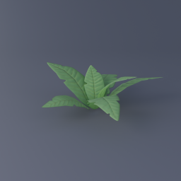 Fern 02