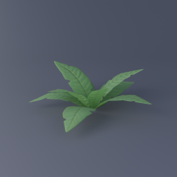 Fern 03