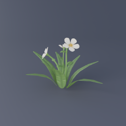 White Flower 01
