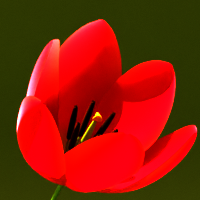 Flower Generator (Tulip)
