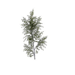 Birch_Dense