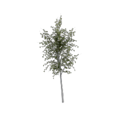 Birch_Dense_Large