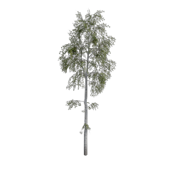 Birch_Dense_Medium