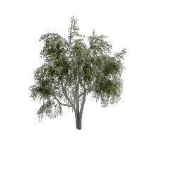 Birch_Dense_Small