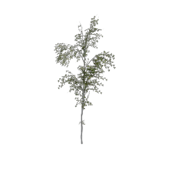 Birch_Dense_Small_001