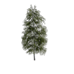 Birch_Dense_Tall