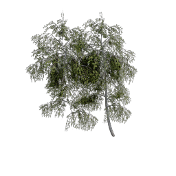 Birch_Slender
